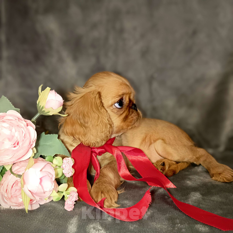 Собаки в Москве: Кортни Девочка, 55 000 руб. - фото 5