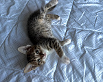 Кошки в Москве: Котенок девочка Девочка, Бесплатно - фото 7