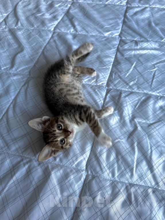 Кошки в Москве: Котенок девочка Девочка, Бесплатно - фото 7