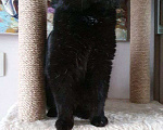 Кошки в Москве: Черный зеленоглазый кот  Мальчик, Бесплатно - фото 2