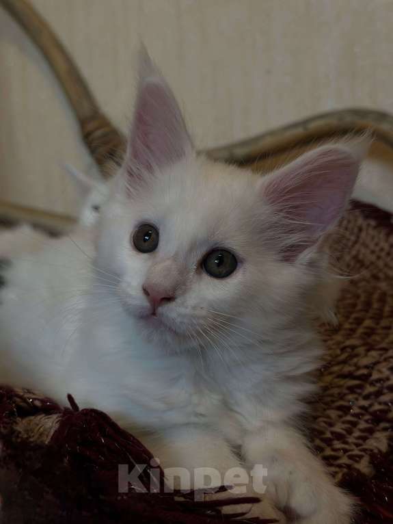 Кошки в Краснодаре: Мейн-кун Полидакт Девочка  Девочка, 30 000 руб. - фото 3