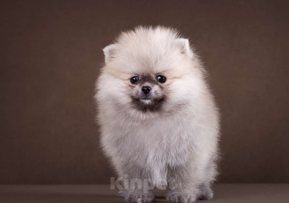 Собаки в Москве: Немецкий шпиц, померанский шпиц, щенок Мальчик, 70 000 руб. - фото 5