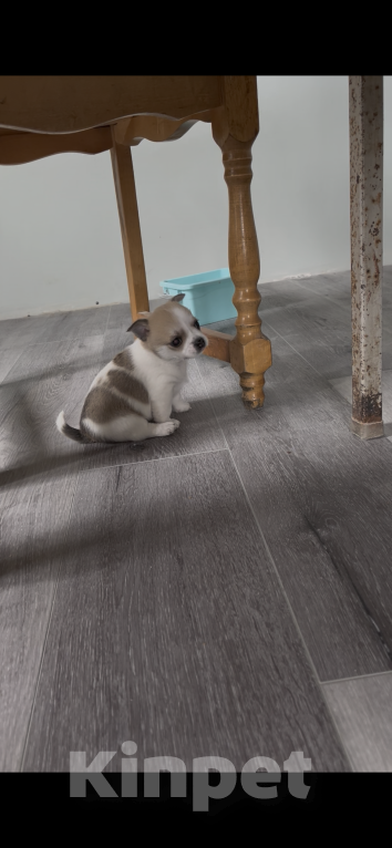 Собаки в Санкт-Петербурге: Девочка помчи Девочка, 10 000 руб. - фото 2