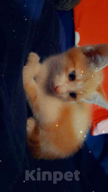 Кошки в Чебоксарах: Котенок Мальчик, 50 руб. - фото 1