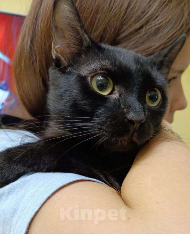 Кошки в Москве: Котёнок Тортик в поисках дома Мальчик, 35 руб. - фото 4