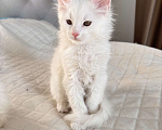 Кошки в Калининграде: Чистокровный котенок Мэйкун , кошечка w62 Девочка, 50 000 руб. - фото 5