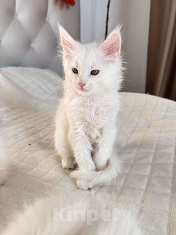 Кошки в Калининграде: Чистокровный котенок Мэйкун , кошечка w62 Девочка, 50 000 руб. - фото 5