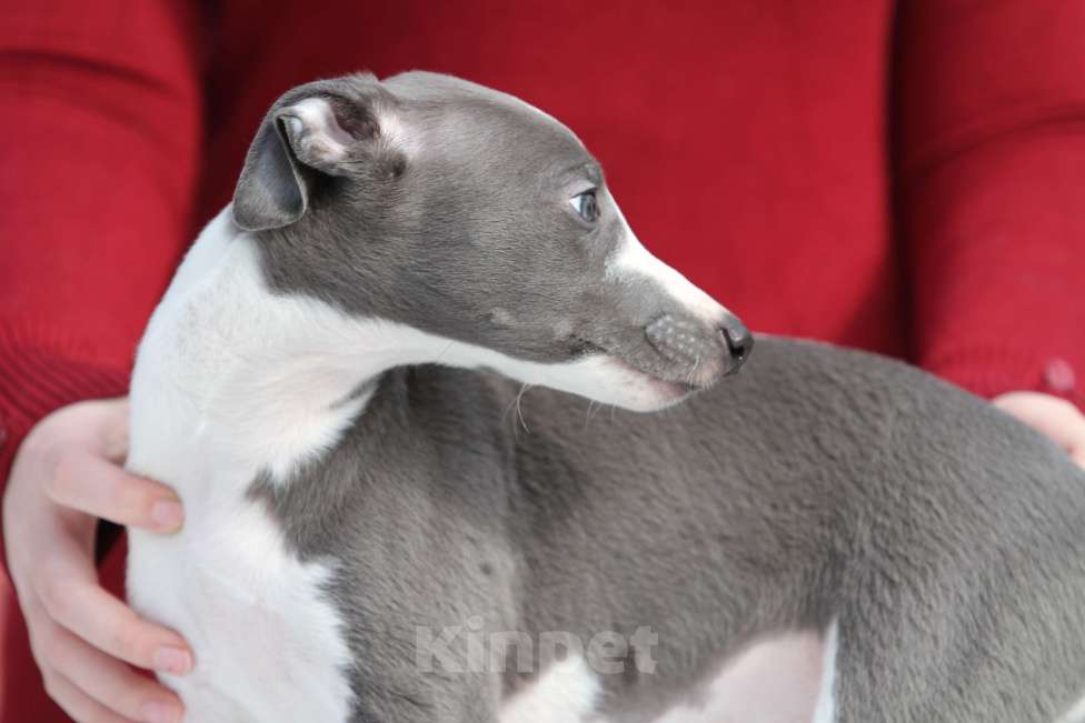 Собаки в Москве: Голубой щеночек уиппет Мальчик, Бесплатно - фото 4