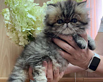 Кошки в Москве: Котята персы экзоты Девочка, 35 000 руб. - фото 3