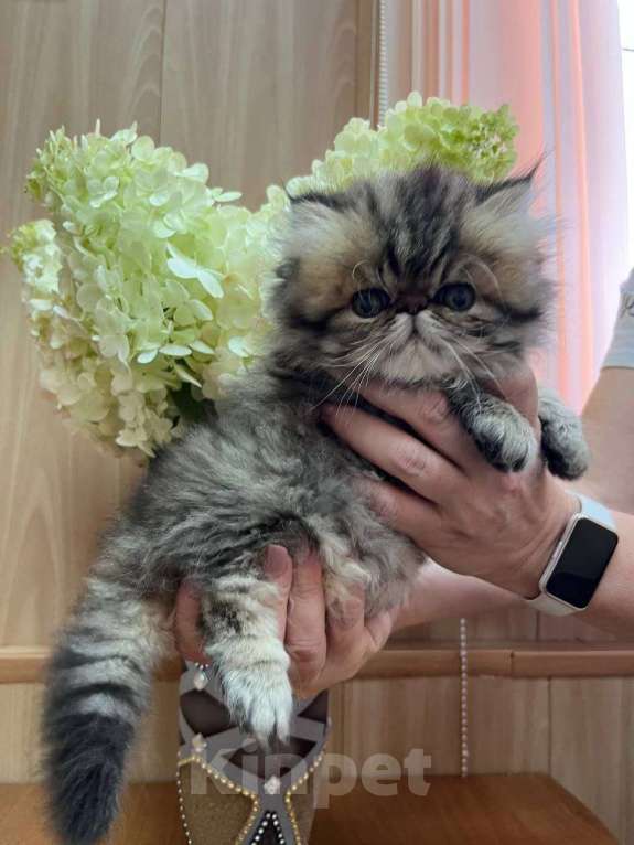 Кошки в Москве: Котята персы экзоты Девочка, 34 999 руб. - фото 3