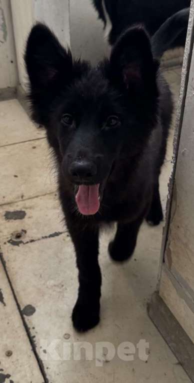 Собаки в Москве: Отдам щенка срочно Девочка, Бесплатно - фото 4