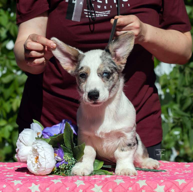 Собаки в Москве: Мраморный вельш корги кардиган  Мальчик, 100 000 руб. - фото 4