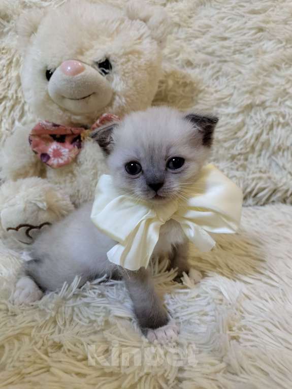 Кошки в Новороссийске: Мальчик вислоухихй Мальчик, 10 000 руб. - фото 5