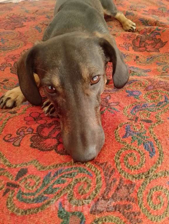 Собаки в Волгограде: Такса в добрые руки Мальчик, Бесплатно - фото 2