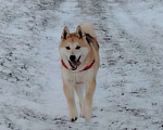 Собаки в Москве: Ищет дом метис акиты 7 мес. Мальчик, Бесплатно - фото 1