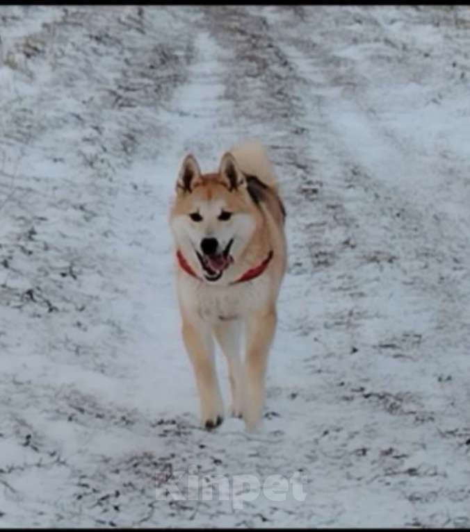 Собаки в Москве: Ищет дом метис акиты 7 мес. Мальчик, Бесплатно - фото 1