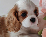 Собаки в других городах Московской области: Кавалер Кинг Чарльз спаниель, мальчик Мальчик, 70 000 руб. - фото 7