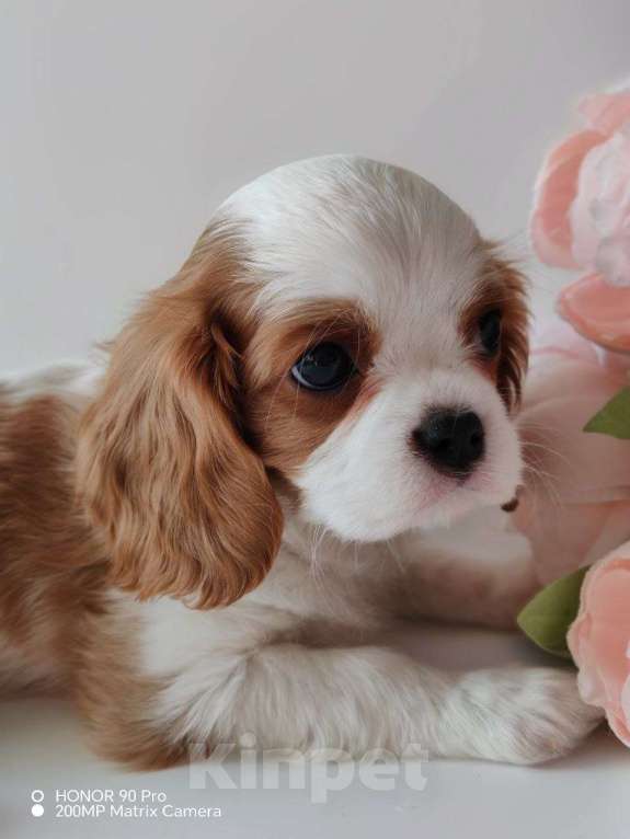 Собаки в других городах Московской области: Кавалер Кинг Чарльз спаниель, мальчик Мальчик, 70 000 руб. - фото 7