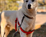 Собаки в Москве: Вайт: северный ветер в поисках дома и любви. Мальчик, Бесплатно - фото 6