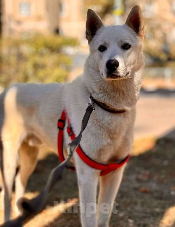 Собаки в Москве: Вайт: северный ветер в поисках дома и любви. Мальчик, Бесплатно - фото 6