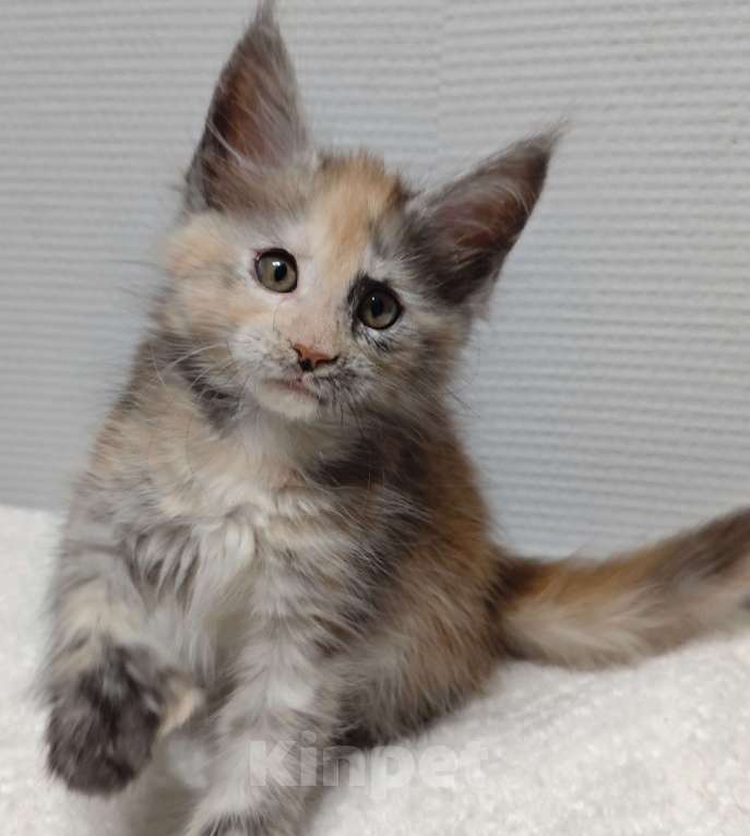Кошки в Туле: Мейн-кун полилакт девочка Девочка, 35 000 руб. - фото 6