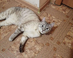 Кошки в Омске: Кот, 100 руб. - фото 1