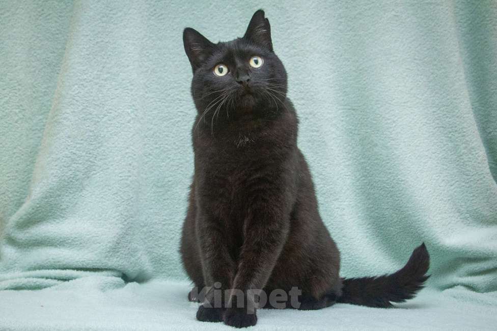 Кошки в Москве: Микропантерка. Кошка в добрые руки Девочка, Бесплатно - фото 2