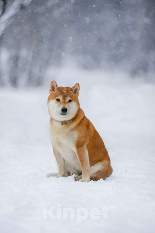 Собаки в Челябинске: Приглашаем к вязке Мальчик, 10 000 руб. - фото 3