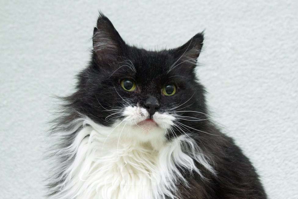 Кошки в Москве: И днем и ночью кот учёный… Мудрый кот в дар Мальчик, 1 руб. - фото 5