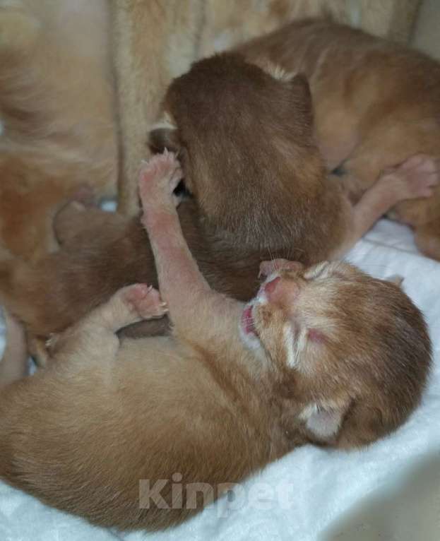 Кошки в Москве: Абиссинский котята соррель Разнополые, 165 000 руб. - фото 2