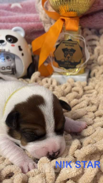 Собаки в Москве: Щенок джек-рассел-терьер от титулованных родителей  Девочка, 40 000 руб. - фото 1