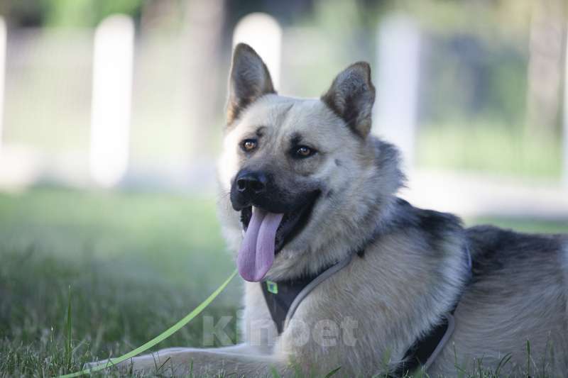 Собаки в Москве: Молодой метис акиты и восточно-европейской овчарки в добрые руки Мальчик, Бесплатно - фото 2