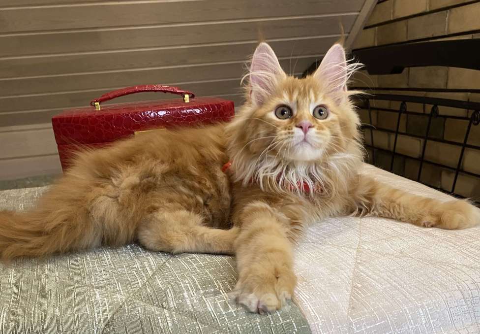 Кошки в Москве: Мейн кун котята Мальчик, 50 000 руб. - фото 5