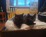 Кошки в Твери: Котята Девочка, Бесплатно - фото 3