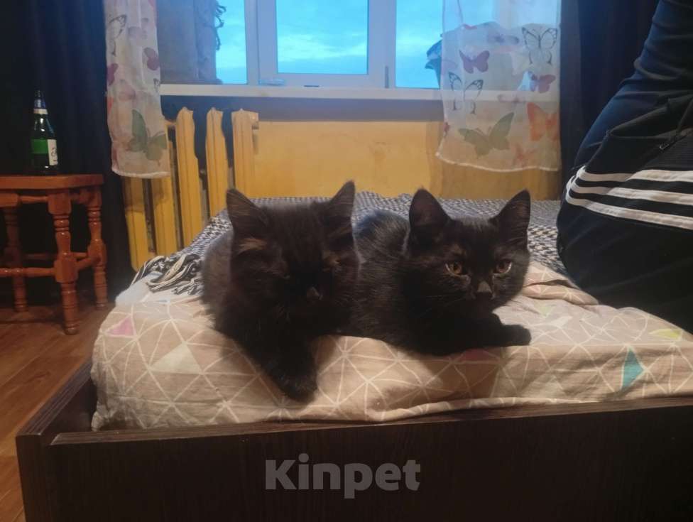 Кошки в Твери: Котята Девочка, Бесплатно - фото 3