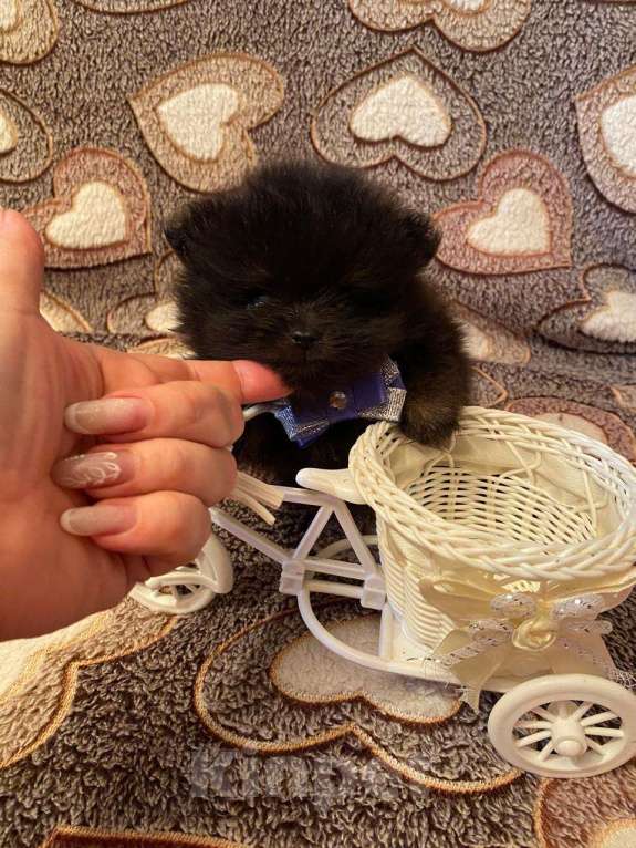 Собаки в Самаре: Мальчик Мальчик, Бесплатно - фото 2