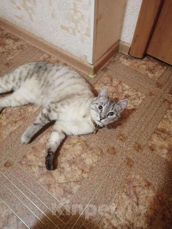 Кошки в Омске: Кот, 100 руб. - фото 1