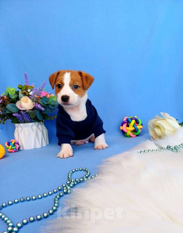 Собаки в Тюмени: Щенки Джек Рассел терьер мальчики и девочки Мальчик, 35 000 руб. - фото 2