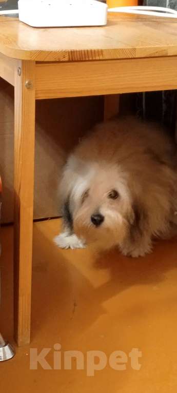 Собаки в Самаре: Продам Мальчик, 80 000 руб. - фото 1