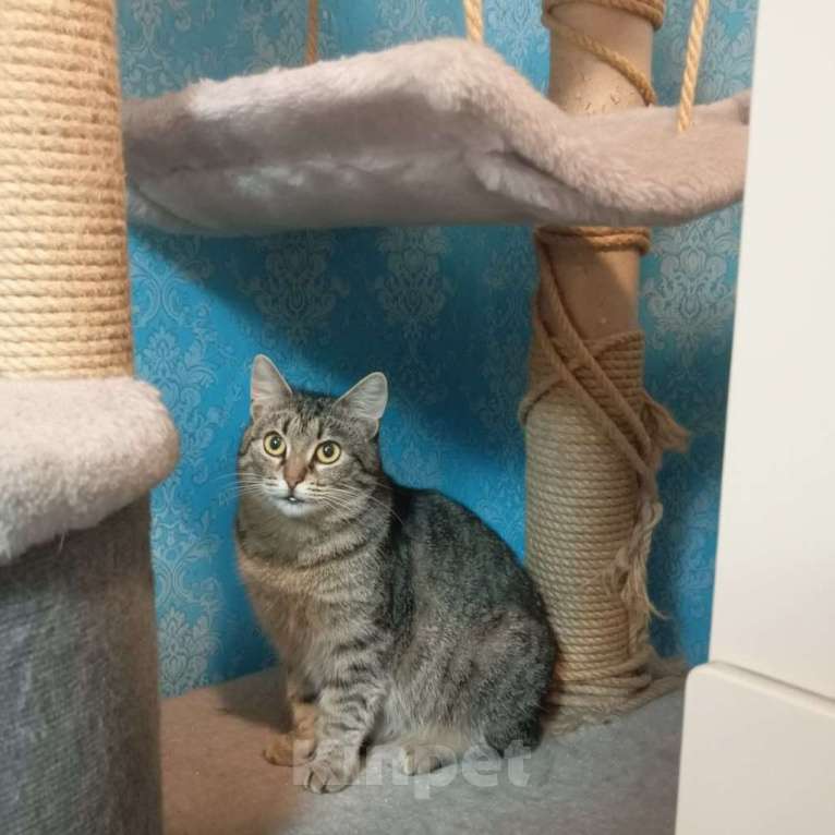 Кошки в Санкт-Петербурге: Кошка в добрые руки Девочка, Бесплатно - фото 4