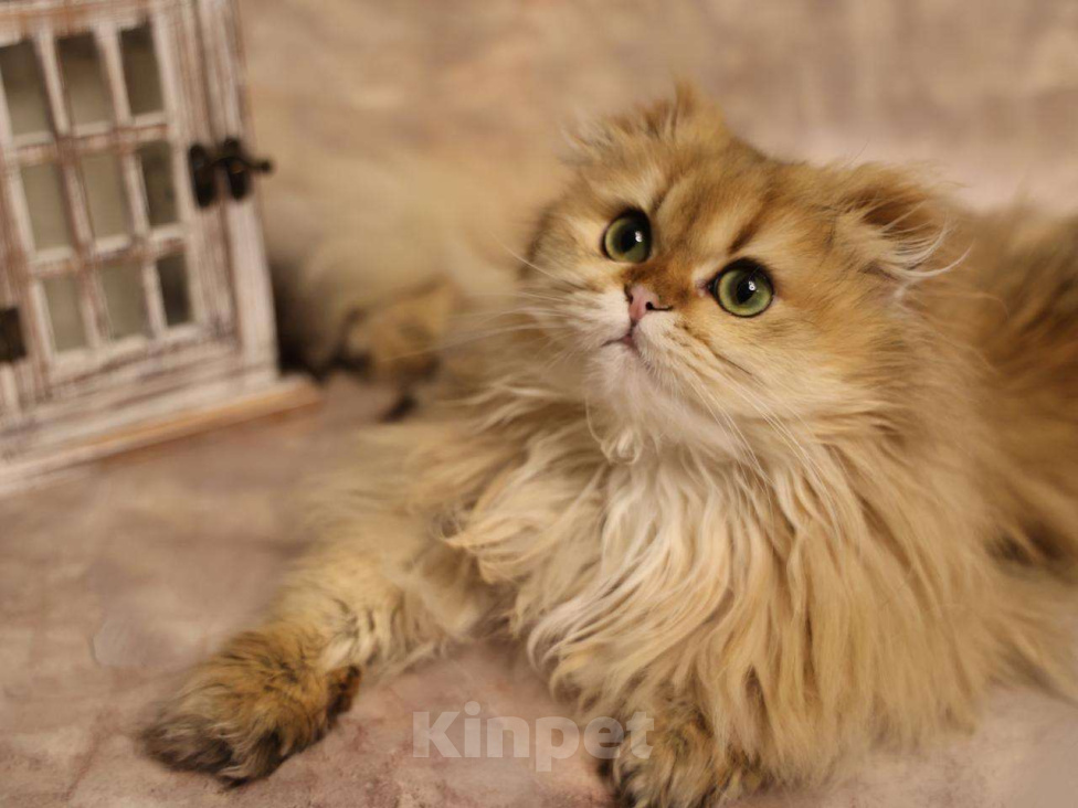 Кошки в Москве: Шотландский вислоухий длинношёрстный котёнок Мальчик, 60 000 руб. - фото 8