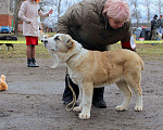 Собаки в Дмитрове: Щенок среднеазиатской овчарки Мальчик, Бесплатно - фото 5