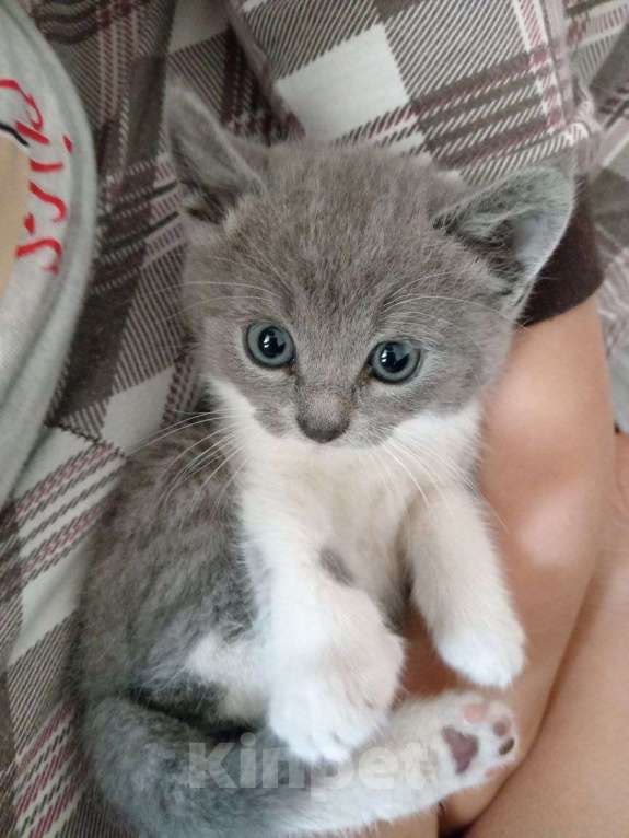 Кошки в Москве: Котята от русского голубого кота и британской мамы в дар Мальчик, 1 руб. - фото 2