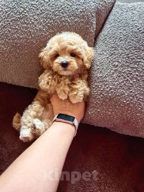 Собаки в Самаре: Мальчик Мальчик, 130 000 руб. - фото 2