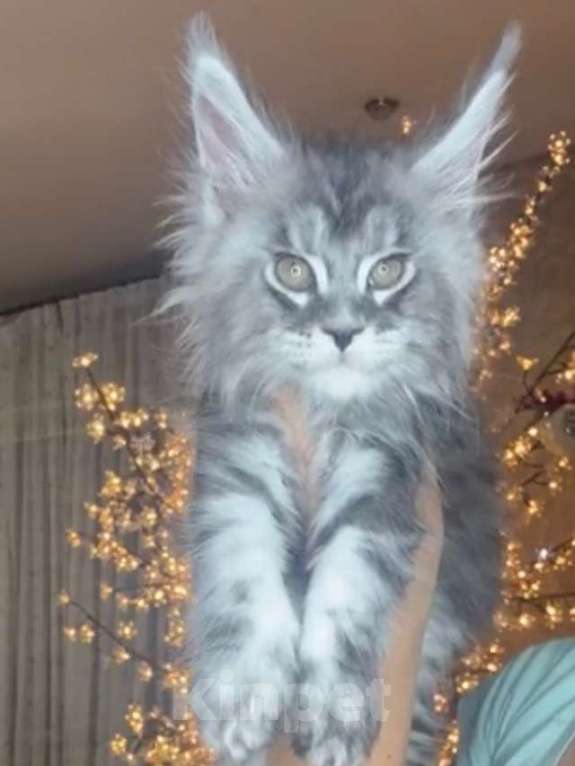 Кошки в Москве: Мейн кун девочка Девочка, 60 000 руб. - фото 7