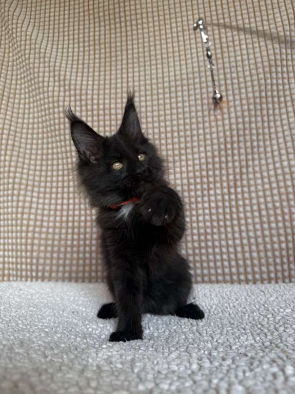 Кошки в Москве: Мейн-кун мальчик Мальчик, 40 000 руб. - фото 3