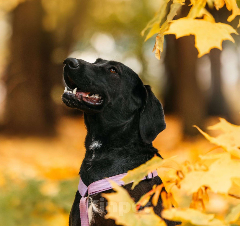 Собаки в Москве: Собака бесплатно Москва Девочка, Бесплатно - фото 7