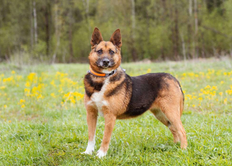 Собаки в Москве: Булочка живёт в приюте и мечтает обрести дом Девочка, Бесплатно - фото 6