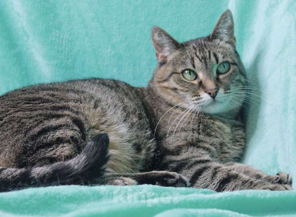 Кошки в Москве: 4 из 6: кошка в добрые руки  Девочка, Бесплатно - фото 6