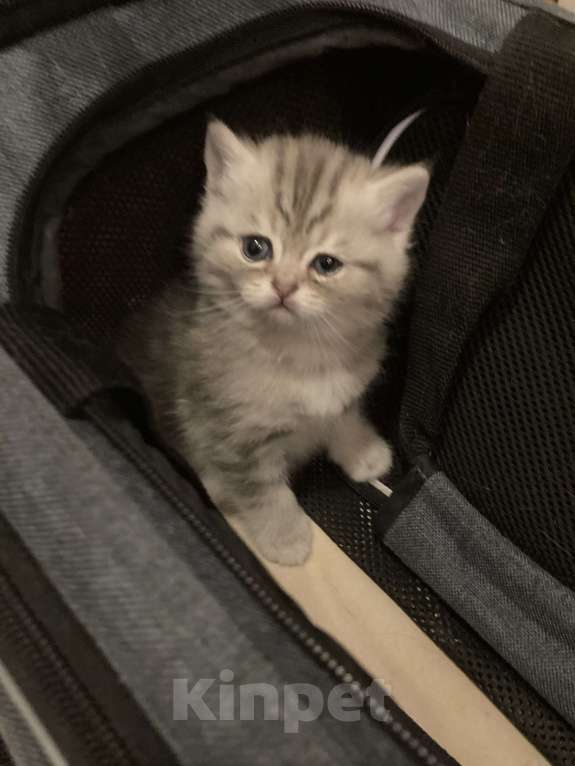 Кошки в Москве: Продадим котят Мальчик, 15 000 руб. - фото 4